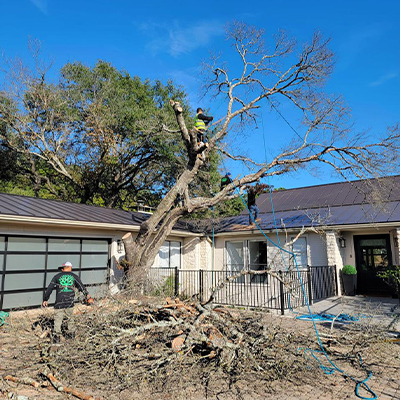 Tree Removal