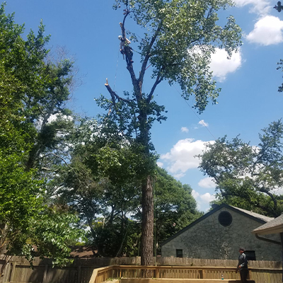 Tree Topping